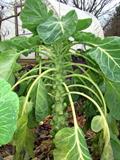 Brussels sprout
